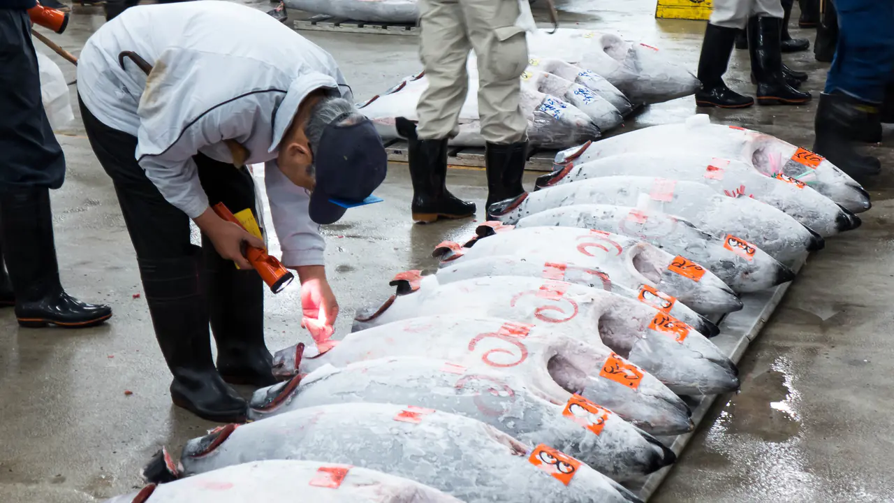 The photo shows a bidder examines a tuna prior to bidding at the Tsukiji fish maket tuna auction.